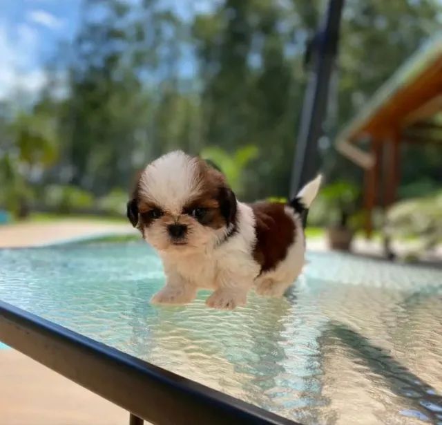 Shih-Tzu filhotes micro Chama no whatsapp que mando fotos e vídeos ok  - Foto 3