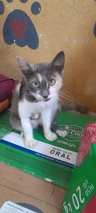 Gatinha fofa para adoção (Castrada)