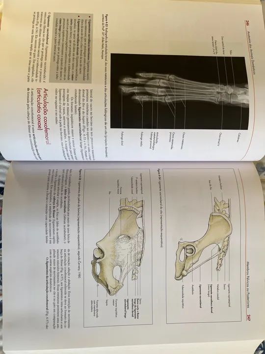 Livro Anatomia dos Animais Domésticos - 6ª edição - Foto 2