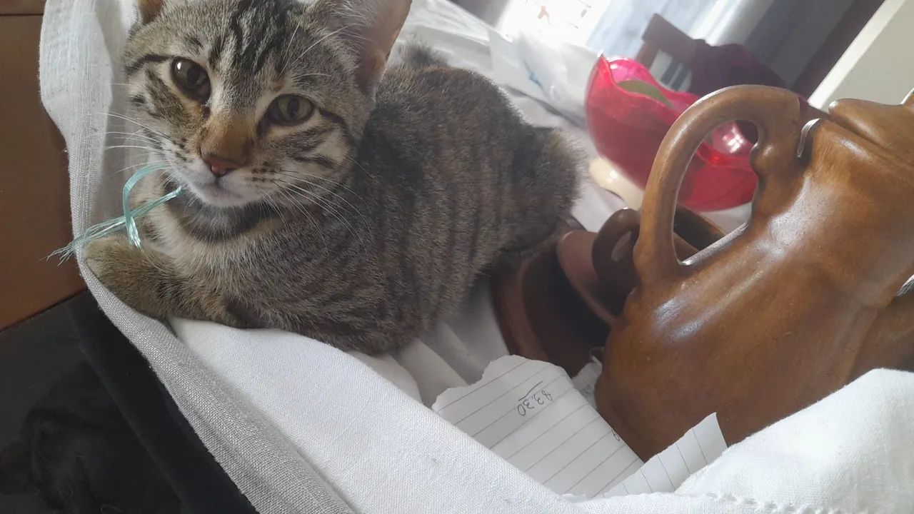 Gatinho adorável para adoção - Foto 2