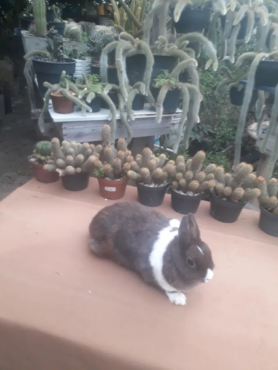 coelho anão netherland dwarf  - Foto 5