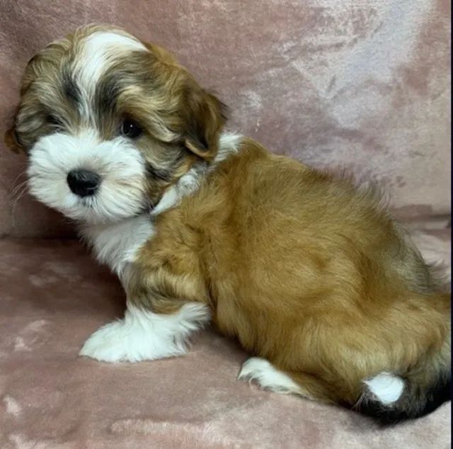 Lhasa Apso Macho Mini ? Puro e com pedigree transferido
