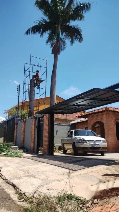 Corte de Árvores, Poda, Palmeiras,e Limpeza de Terreno  - Foto 3