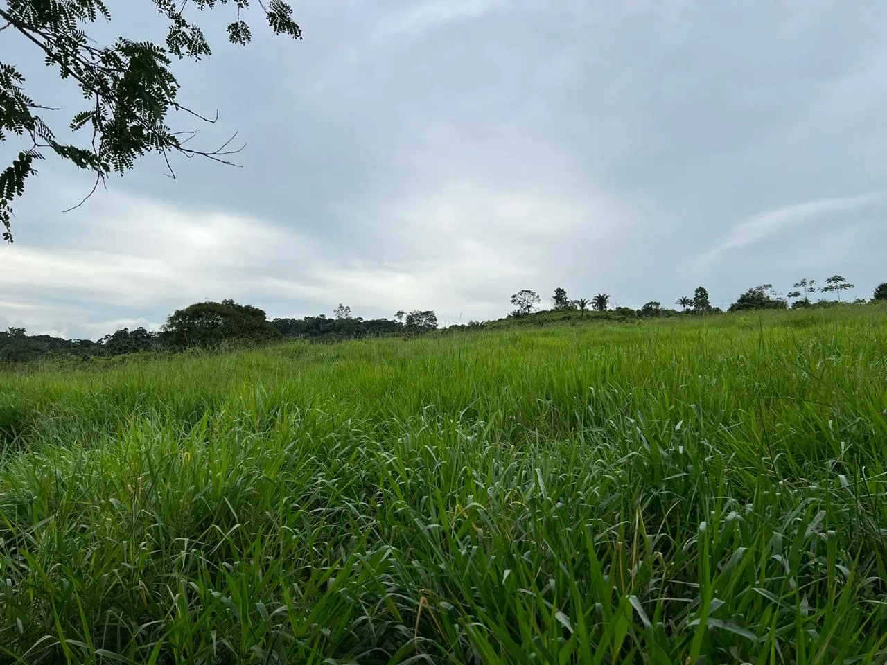 fazenda a venda próximo de Marabá e Itupiranga - Itupiranga - PA