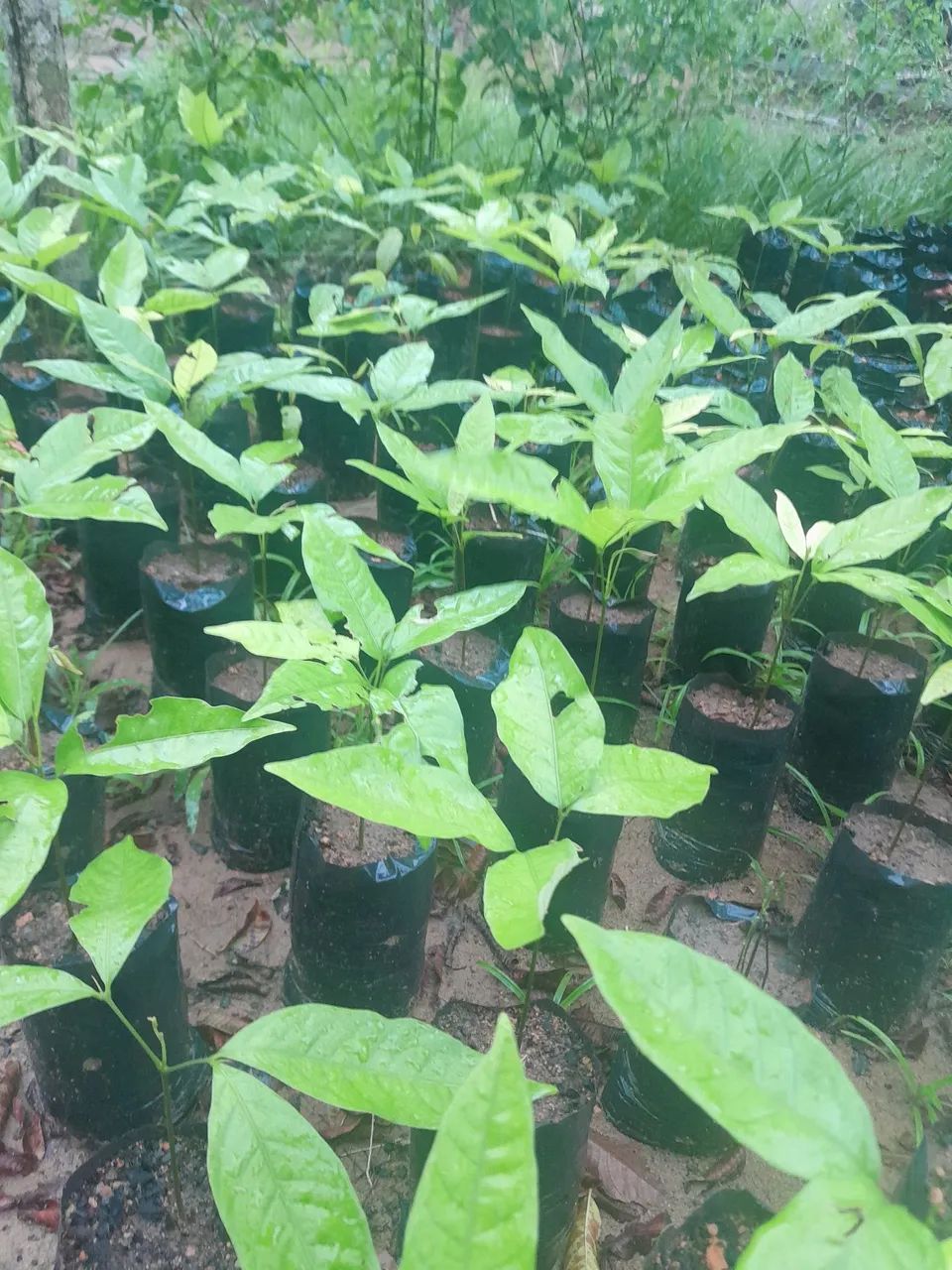Mudas de plantas frutíferas 