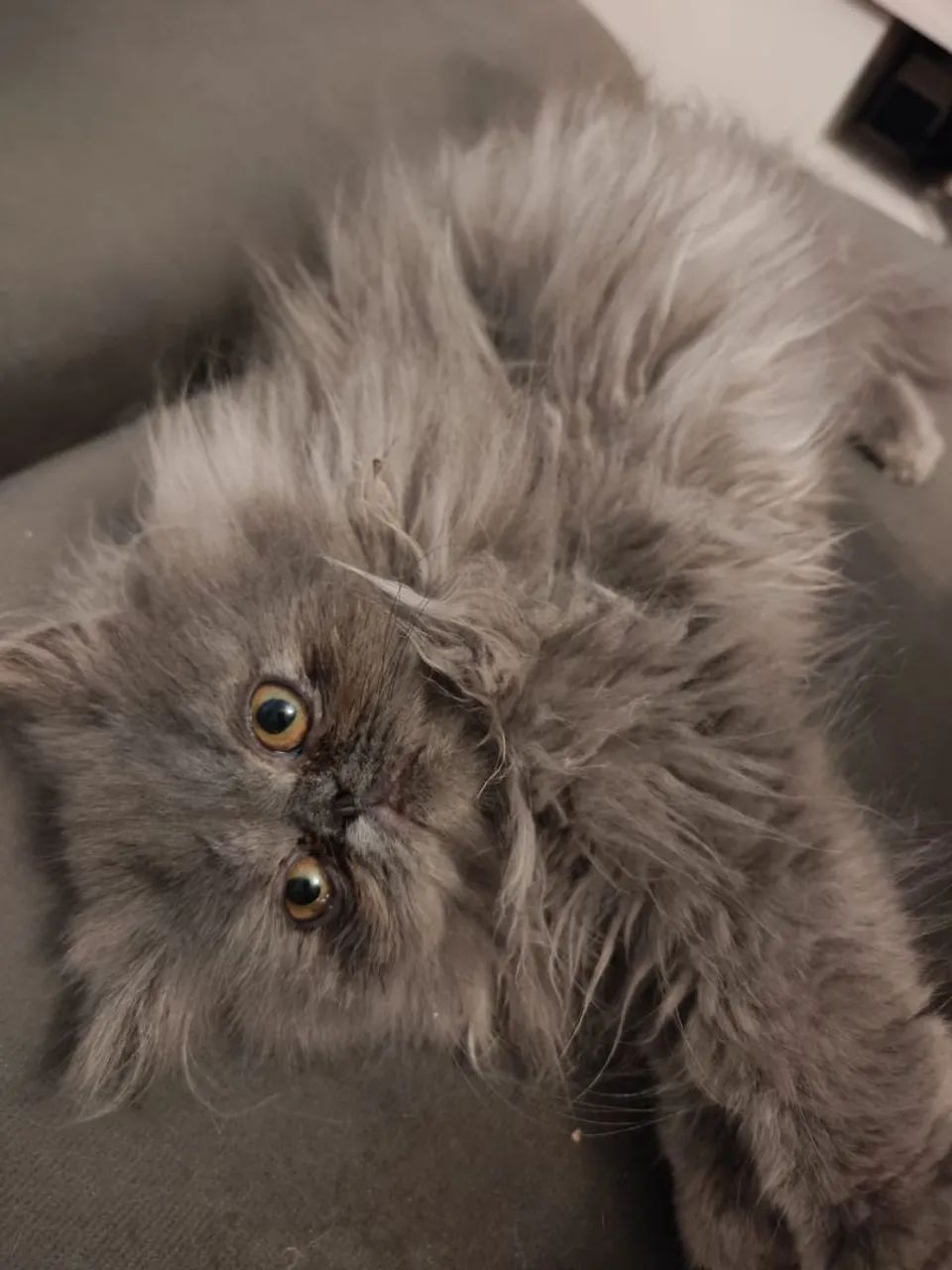 Filhote Gatos Persa  - Foto 5