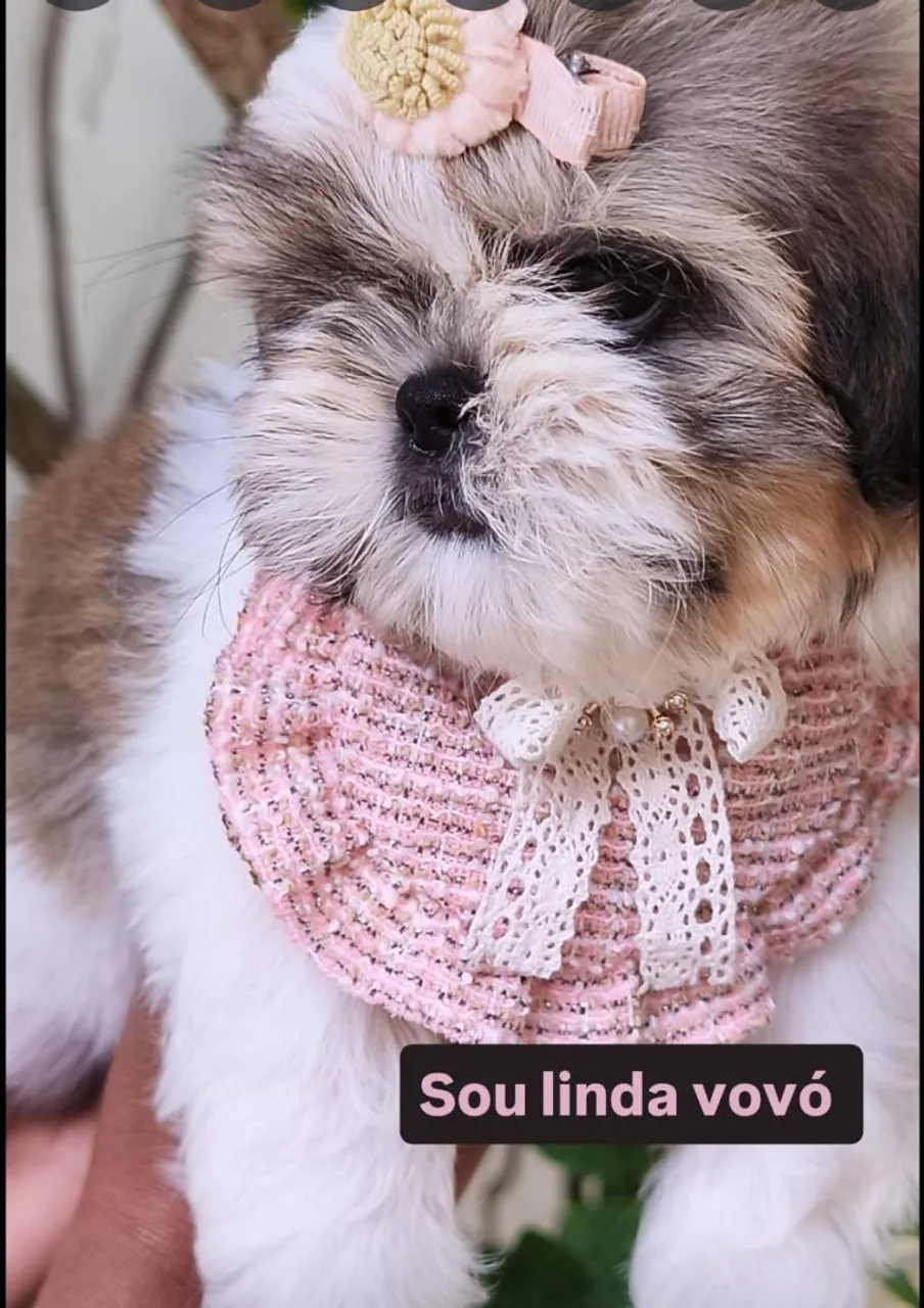Filhote de Shih Tzu fêmea