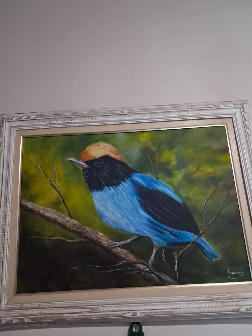 Quadro  pássaro tangará 