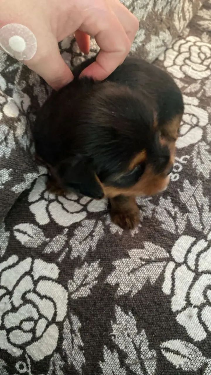 Filhotes de Yorkshire Terrier - Foto 2