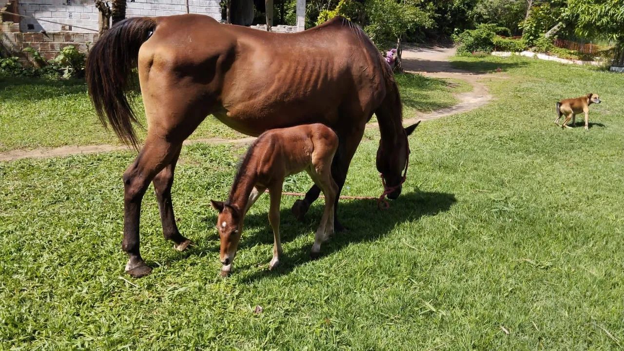 EGUA + POTRO PURO QUARTO DE MILHA - Foto 2