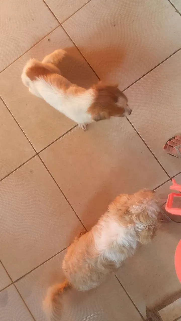 Filhotes de Shih Tzu lindos e saudáveis!