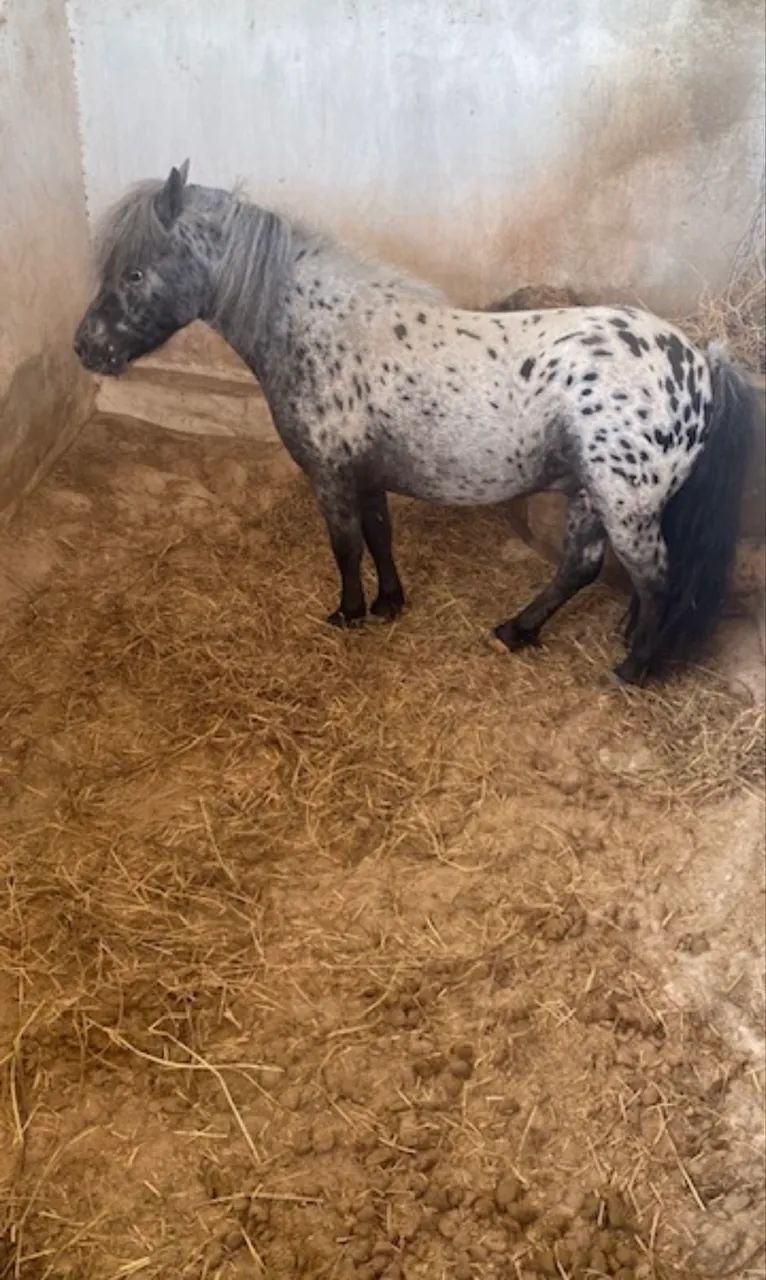 Pônei parida de fêmea com charrete nova - Foto 3