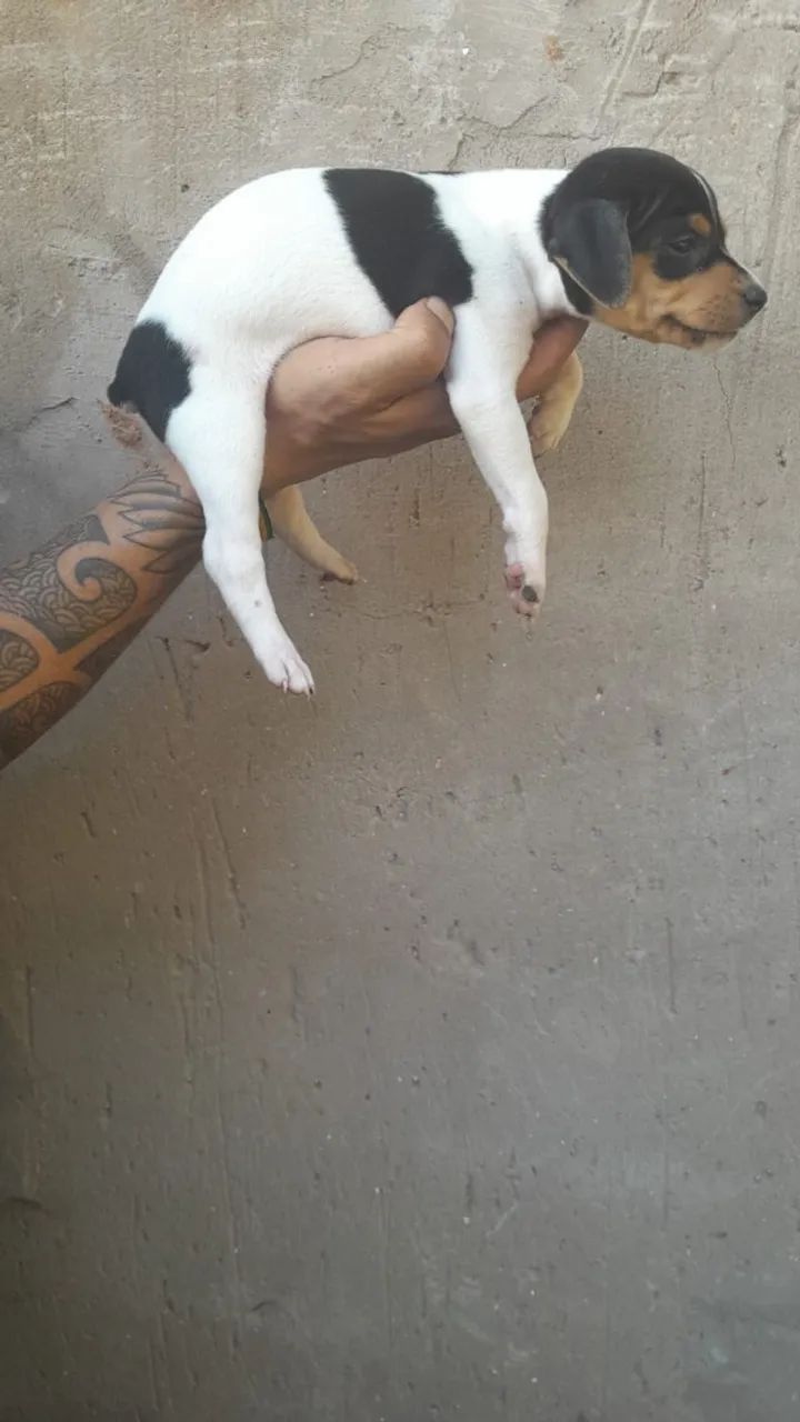 Pets64651356630146121