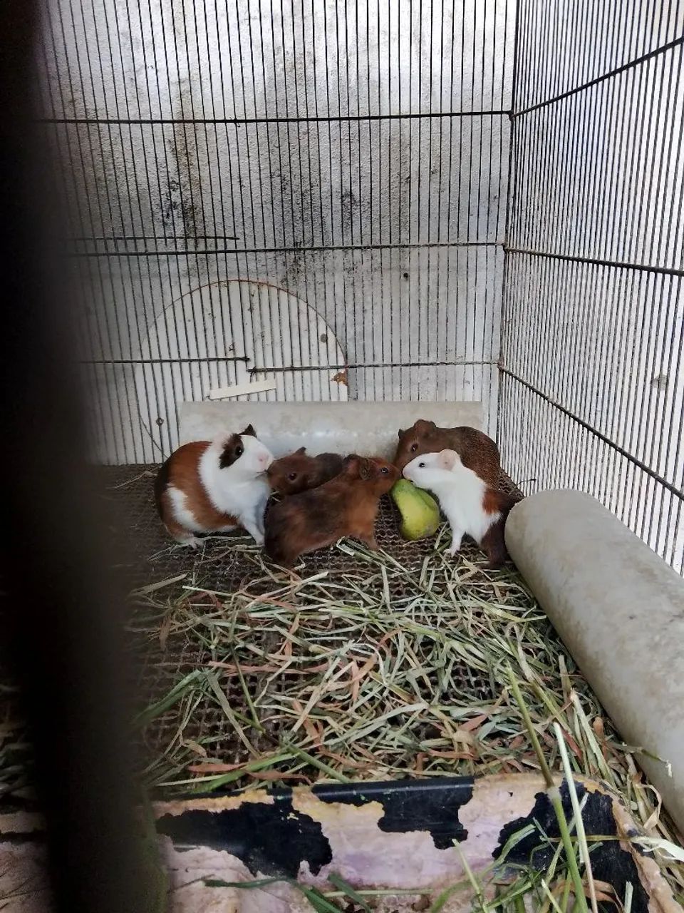 Preá do reino64304561889537122