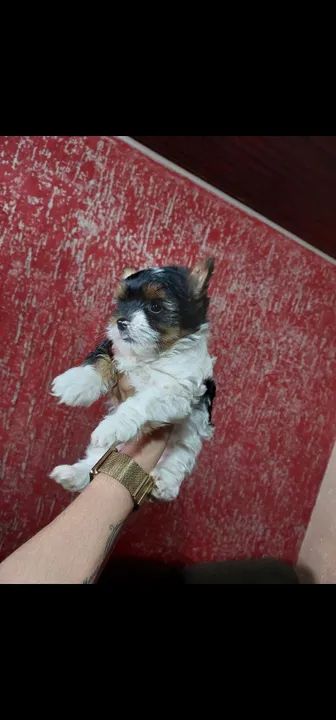 Lindos filhotes de Biewer Yorkshire  - Foto 3