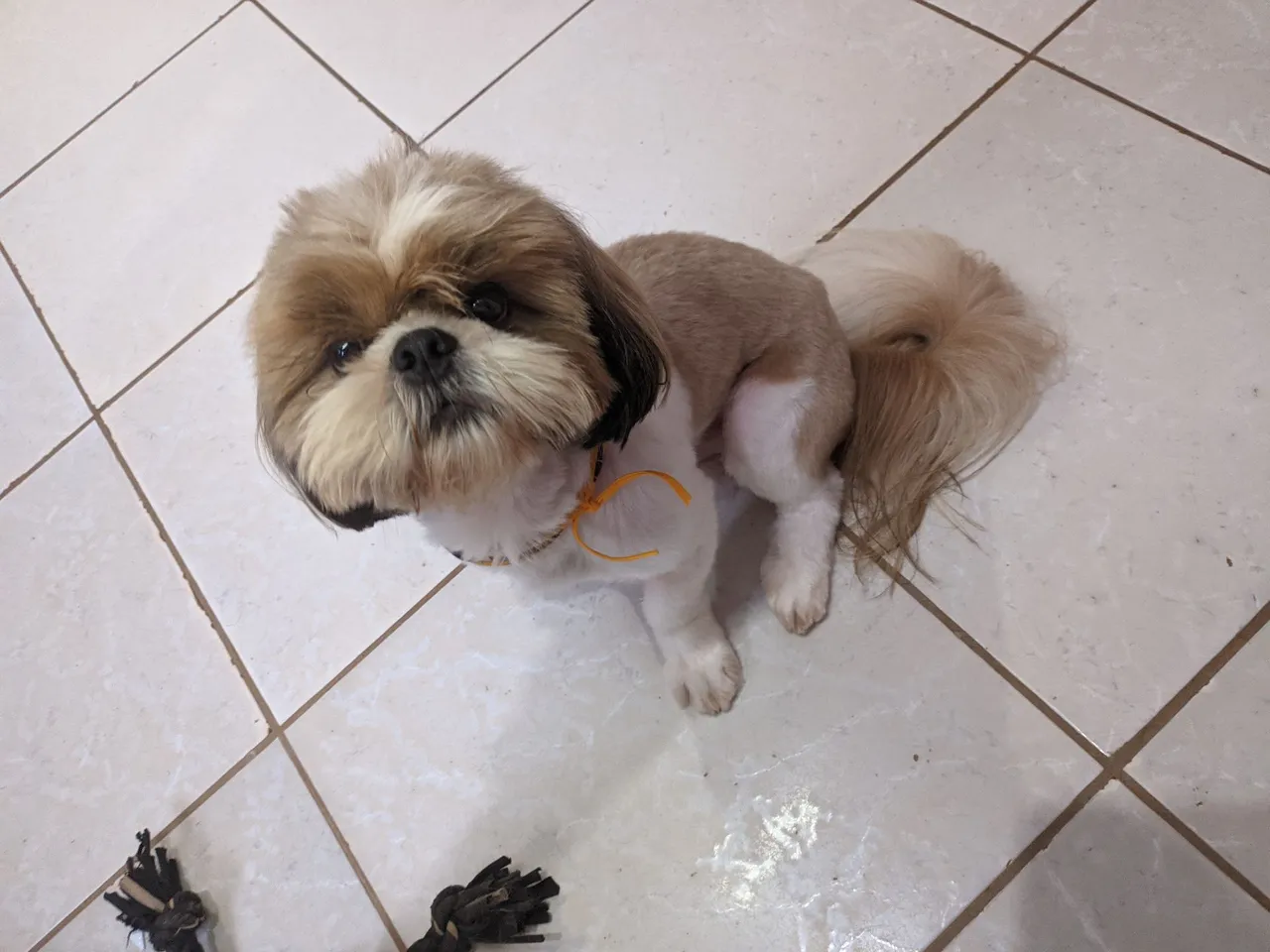 Vendo Shih Tzu macho.