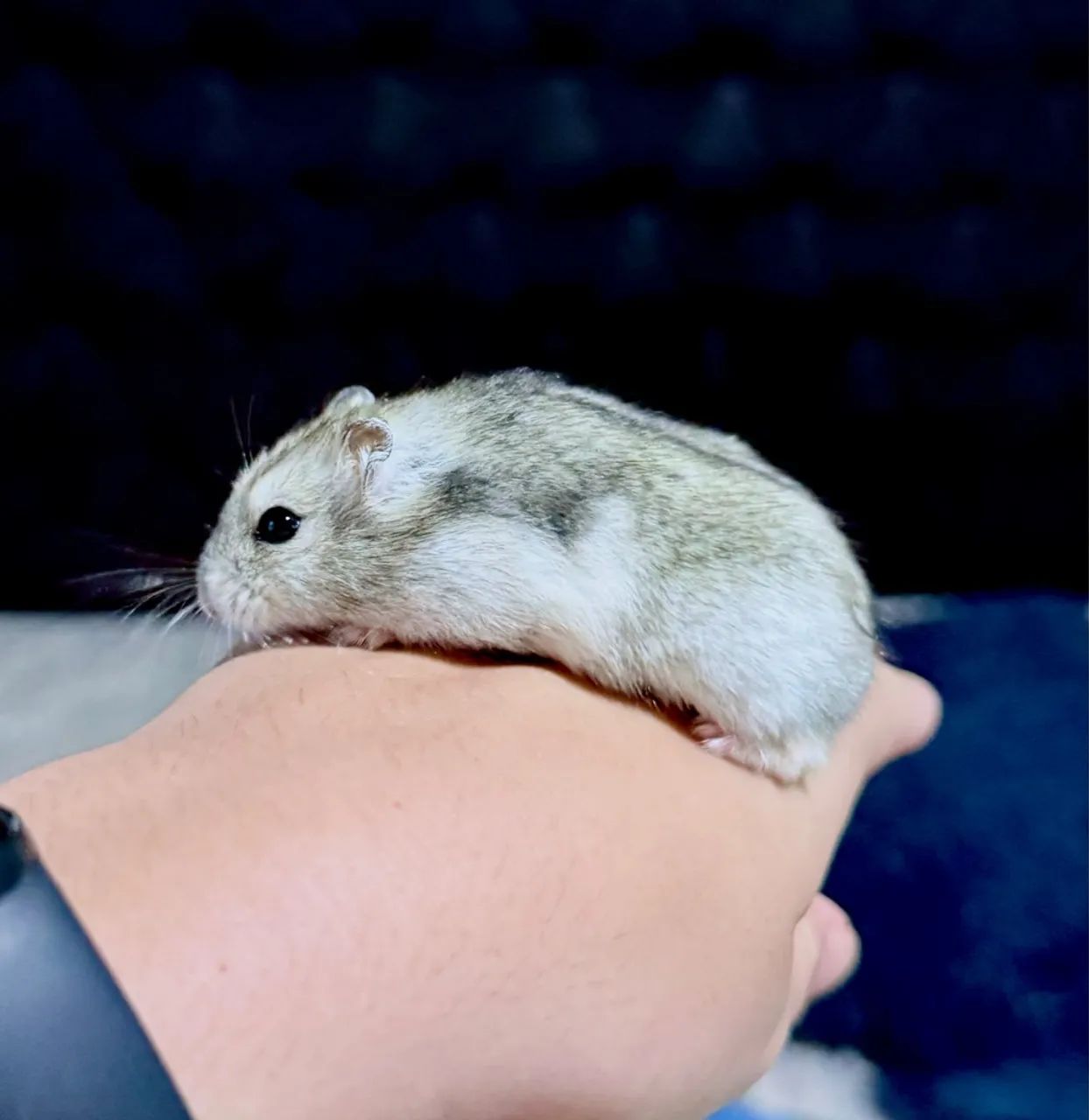 Hamster Anão Russo - Foto 4