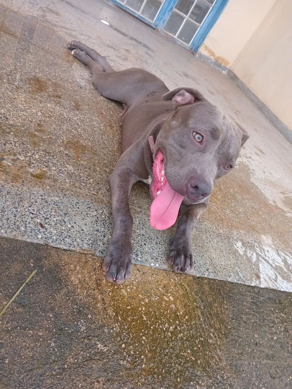 Filhote fêmea de Pitmonster com 9 meses - Foto 2