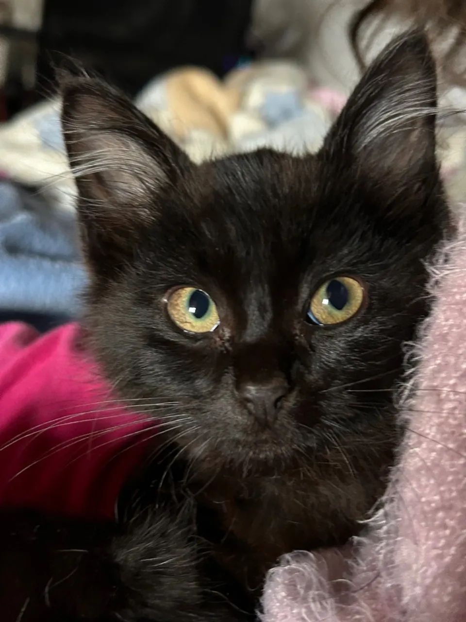 Gatinhos pretos para adoção - Foto 2