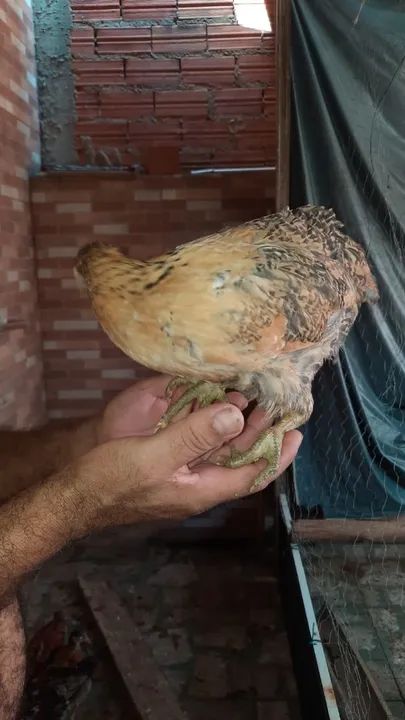 Franguinhos GSB - Foto 6