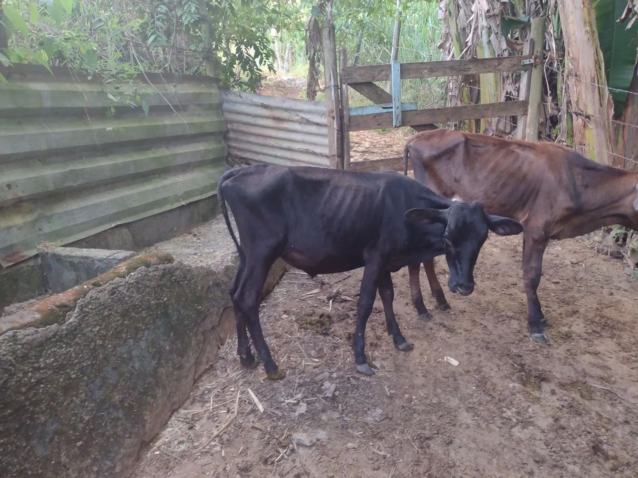 Vender se 4 bezerros  - Foto 4