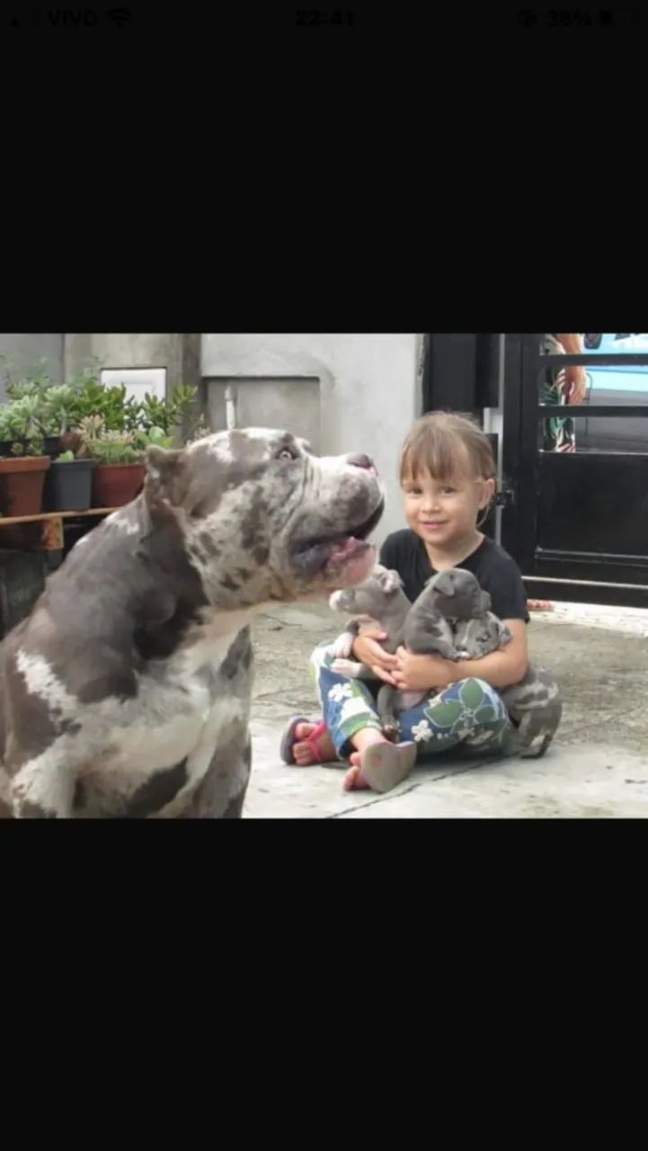 Casal de American Bully micro leio anúncio - Foto 5