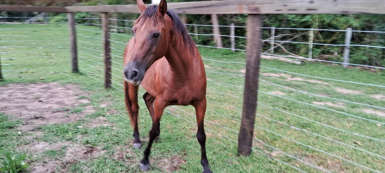 Cavalo Quarto de Milha  - Foto 6