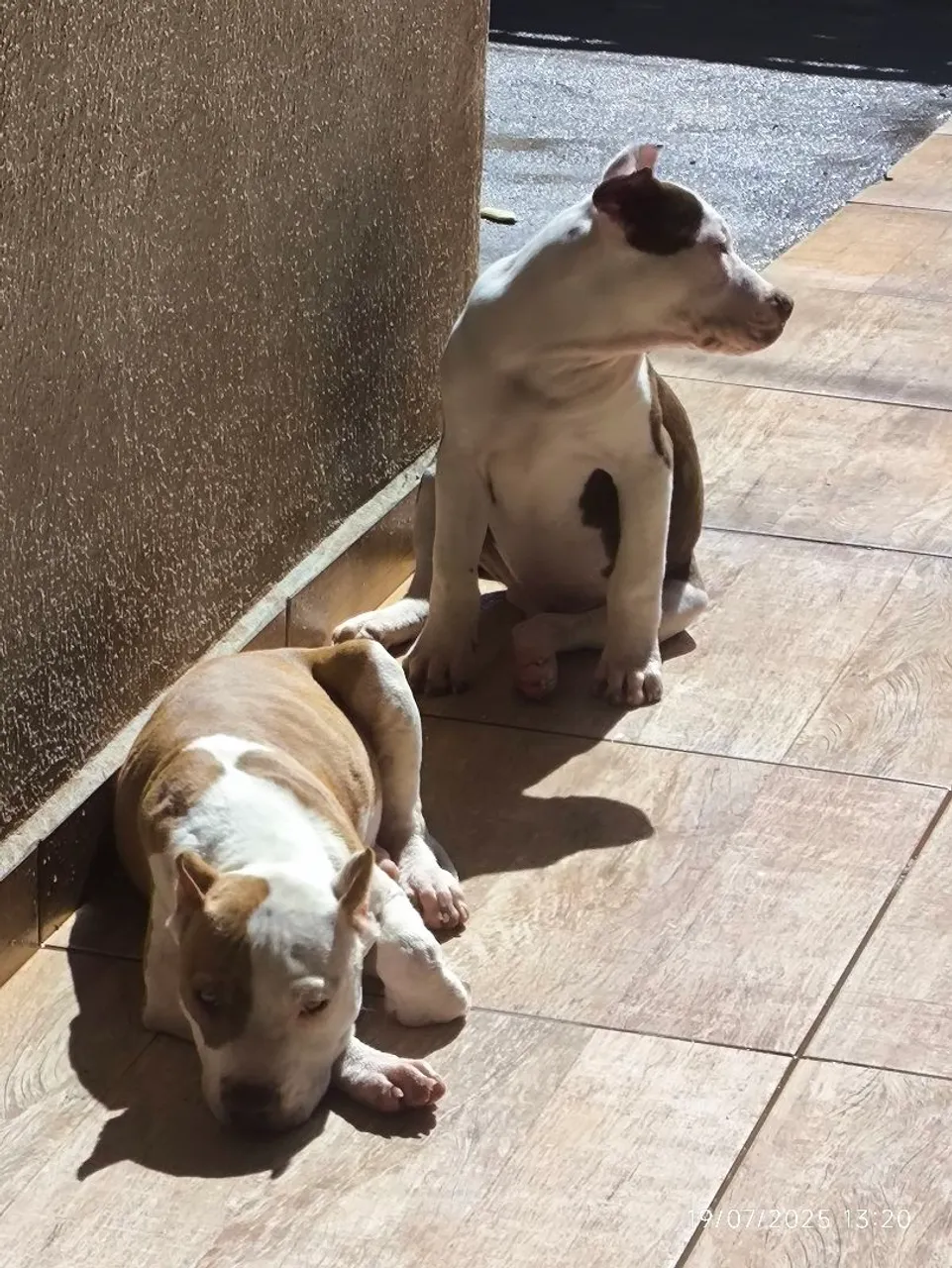 Filhotes de Pitbull
