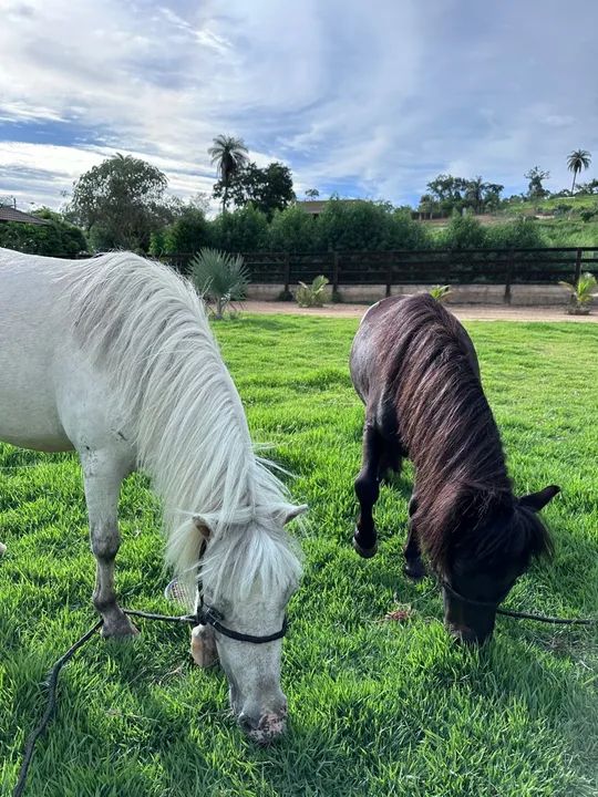Casal de mini pôneis  - Foto 2