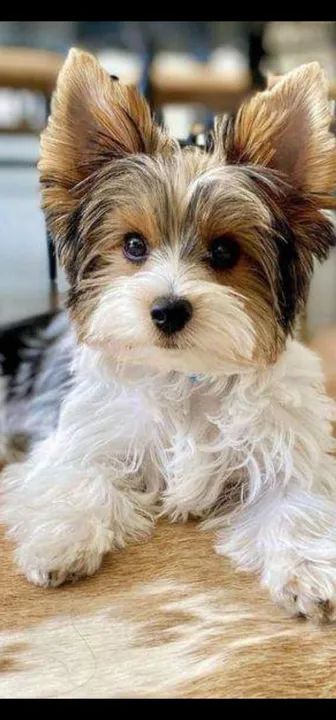 Lindos filhotes de Biewer Yorkshire  - Foto 5