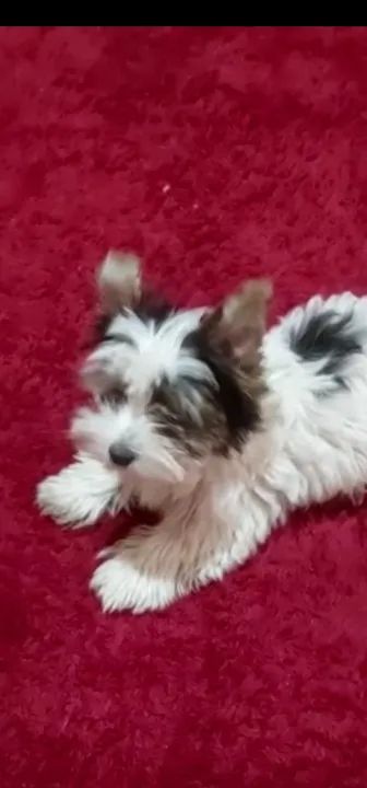 Lindos filhotes de Biewer Yorkshire  - Foto 4