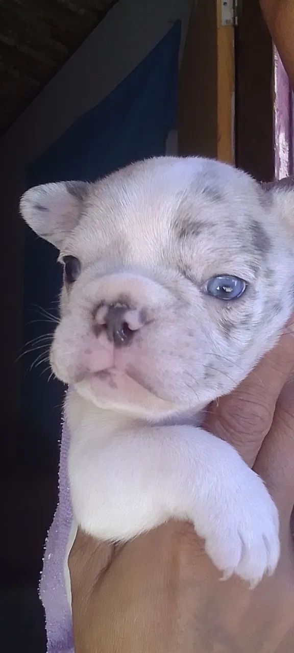 Filhote de Bulldog Francês Merlê