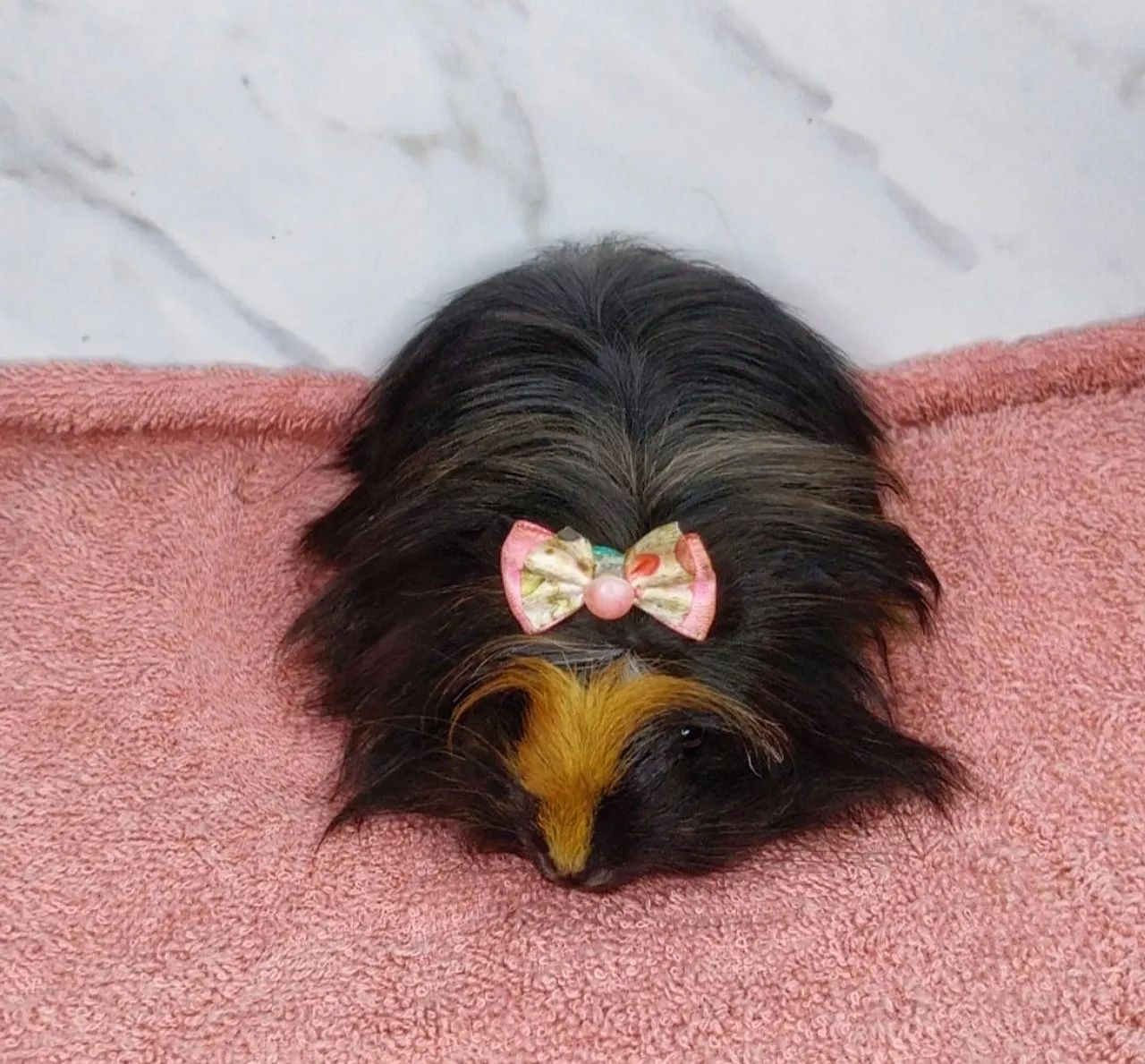 Porquinha fofa com laço vermelho - Foto 4