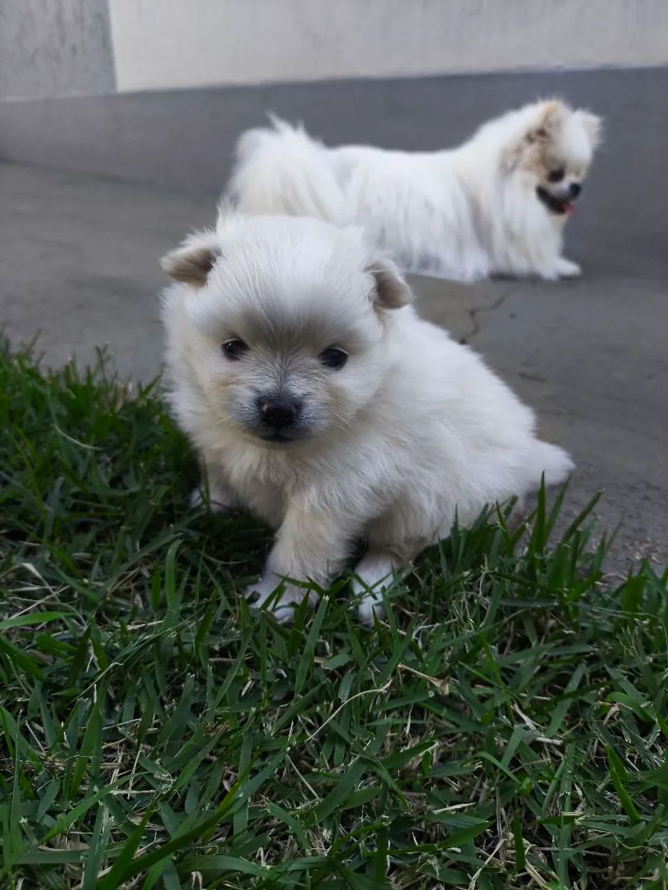 Filhotes Lulu da Pomerânia  - Foto 3