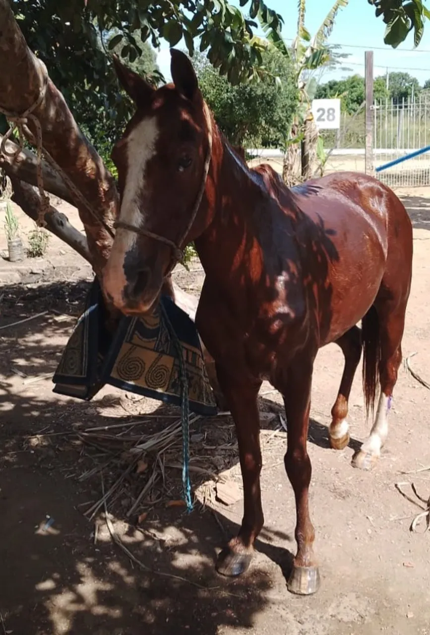 Cavalo a venda