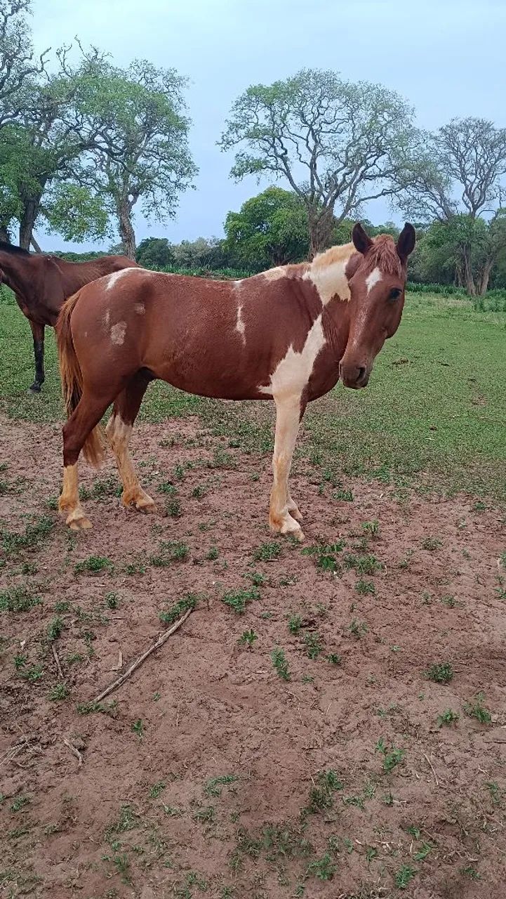 Cavalo de passeio a venda 
