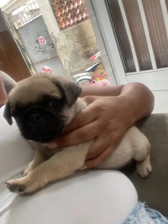Filhotes de Pug lindos e fofinhos  - Foto 6