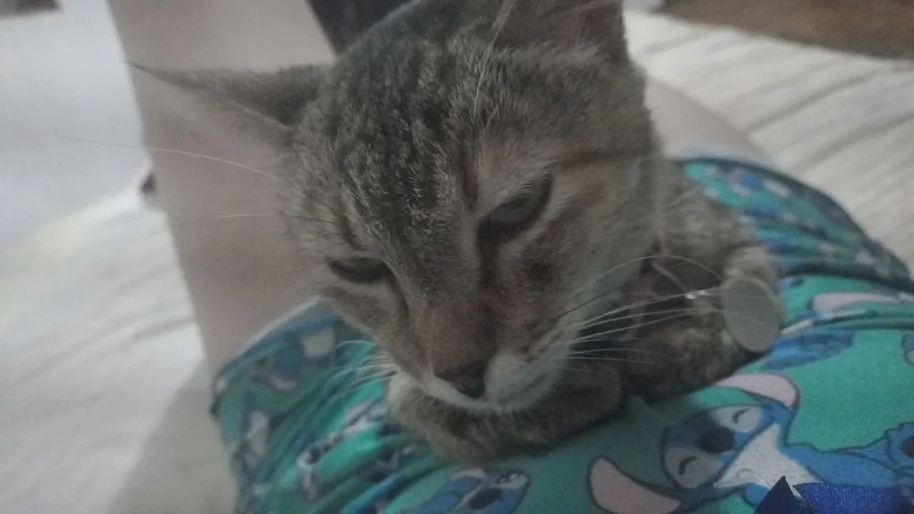 Gatinha fofa para adoção - Foto 2