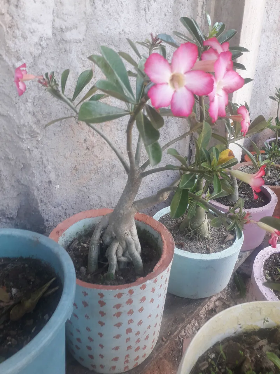 Adenium Rosa do Deserto - Linda e Florífera