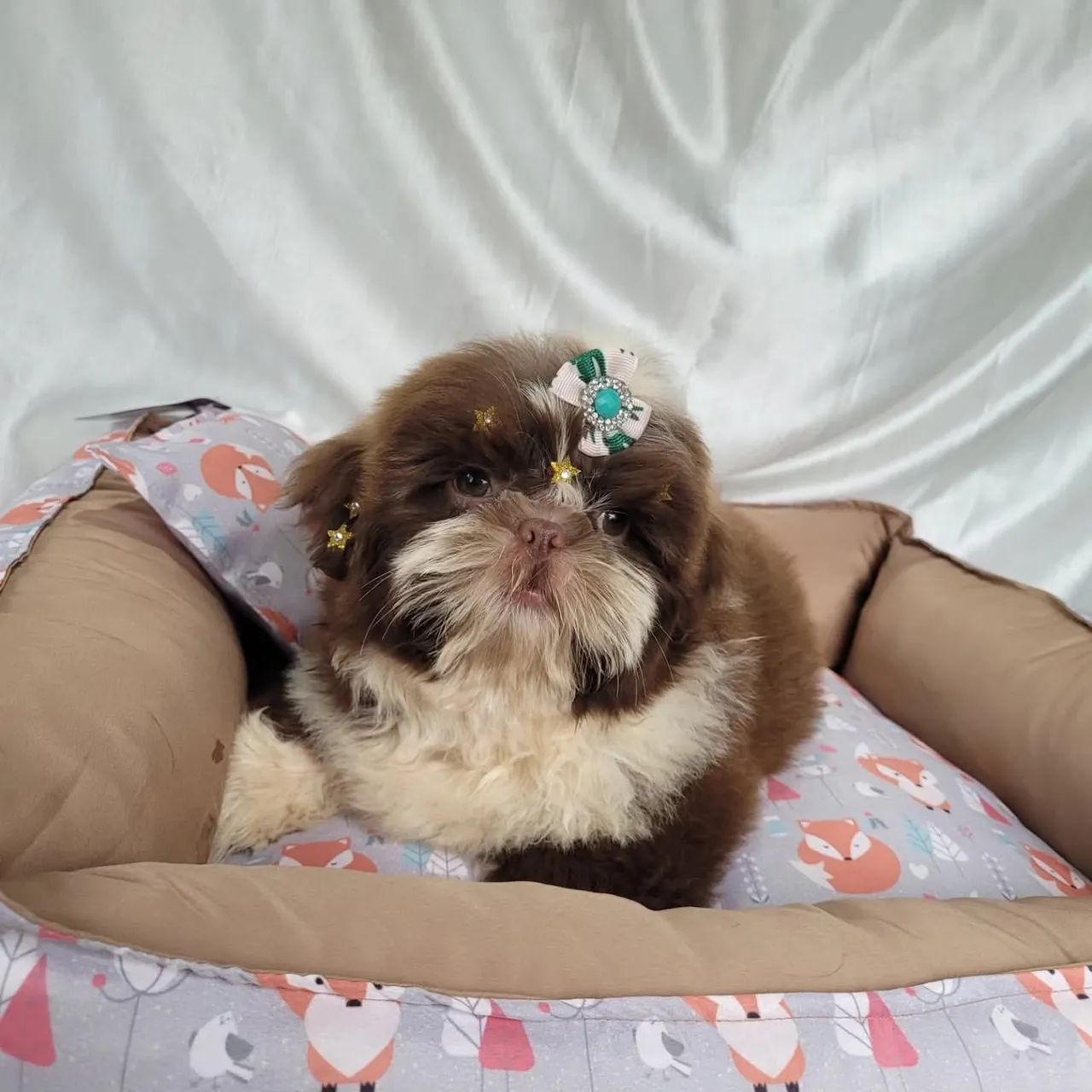 Shihtzu, Macho e Fêmea! Entrego/Parcelo/Pais com pedigree. - Foto 3
