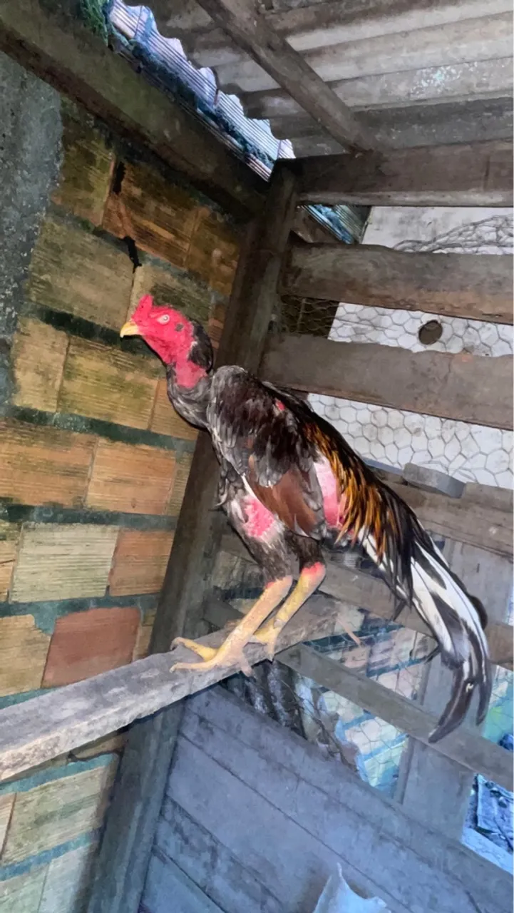 Galo de Raça e galinhas