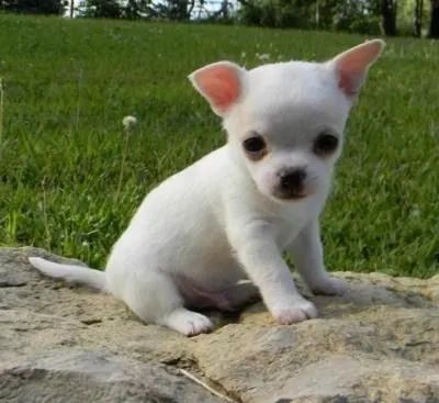 Chihuahua: Toda a coragem do mundo cabe nesse mini cão!