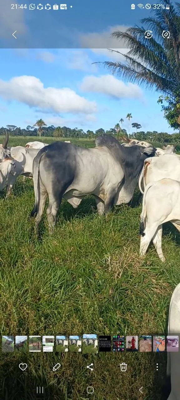 Touro Nelore PO - Foto 2