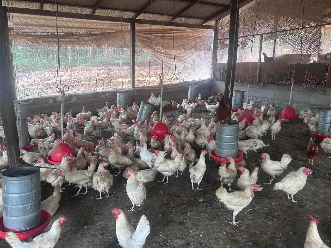Galinhas de postura em produção  - Foto 3