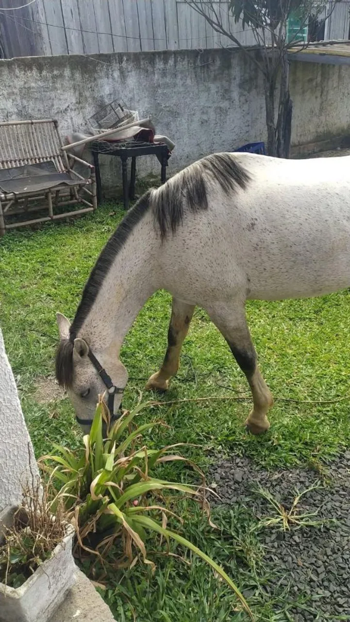 Cavalo