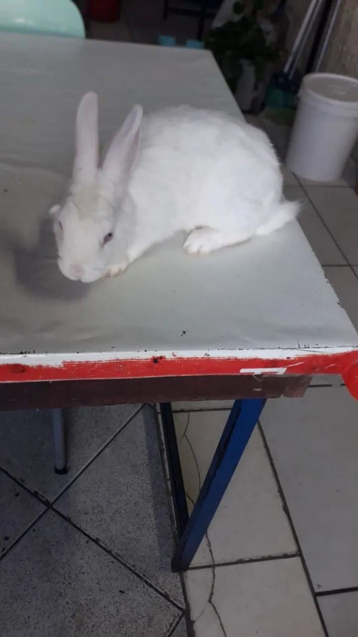  coelhos fofinhos  - Foto 5