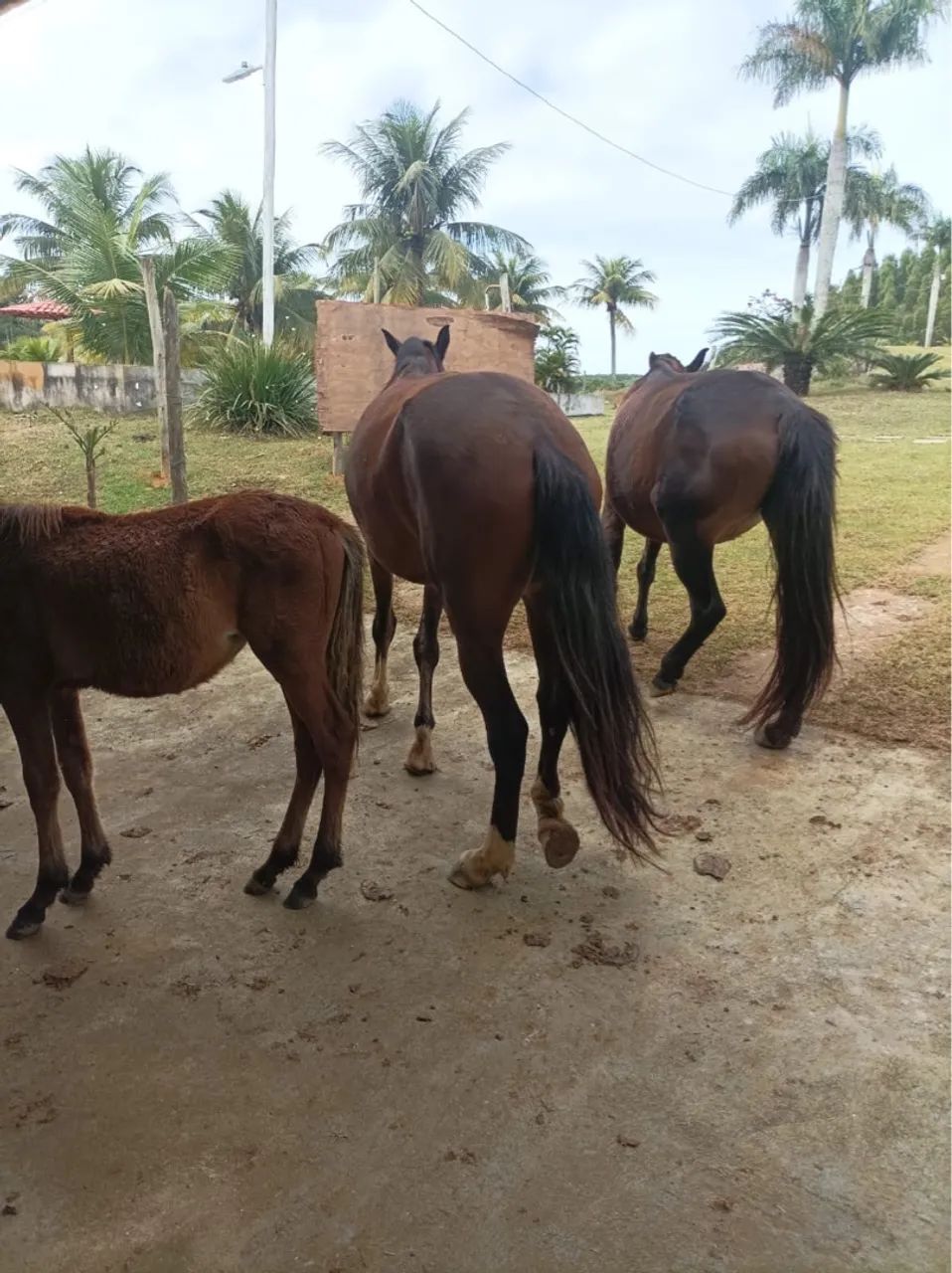 Duas éguas uma prenha e um potro  - Foto 4