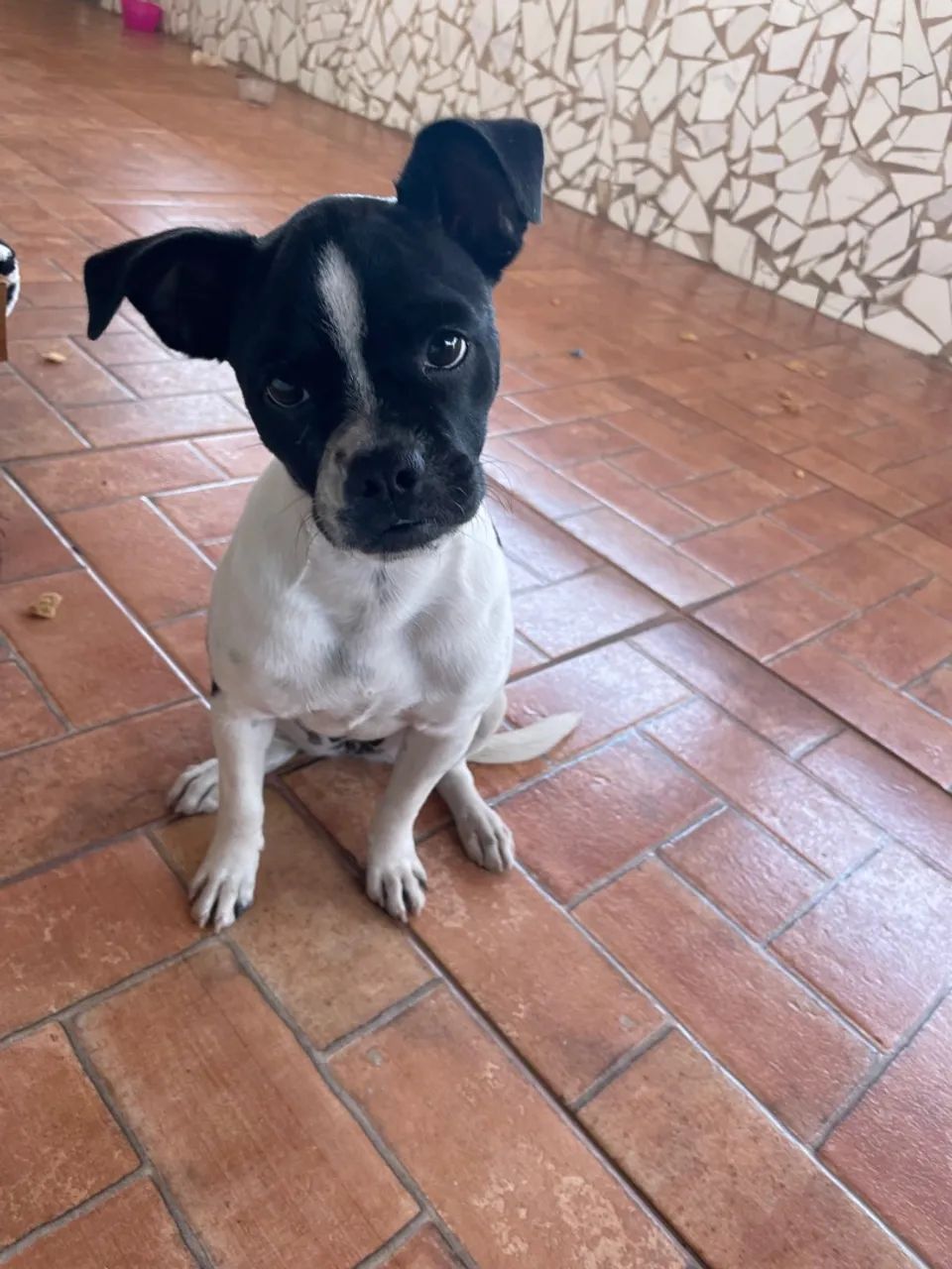 Cachorro pequeno e charmoso para adoção/doaçao