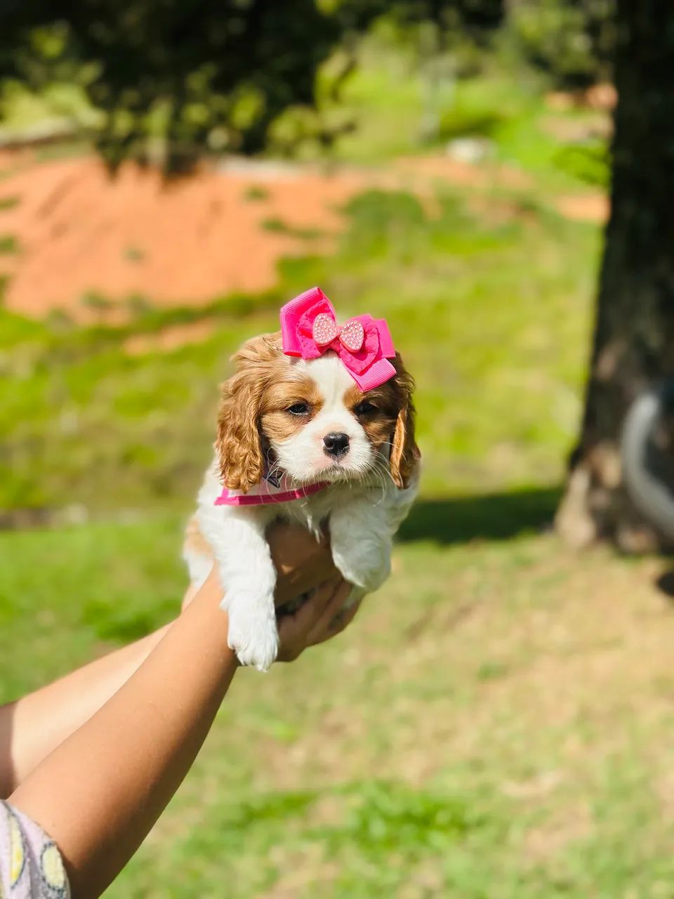 Cavalier king macho e fêmea a pronta entrega 