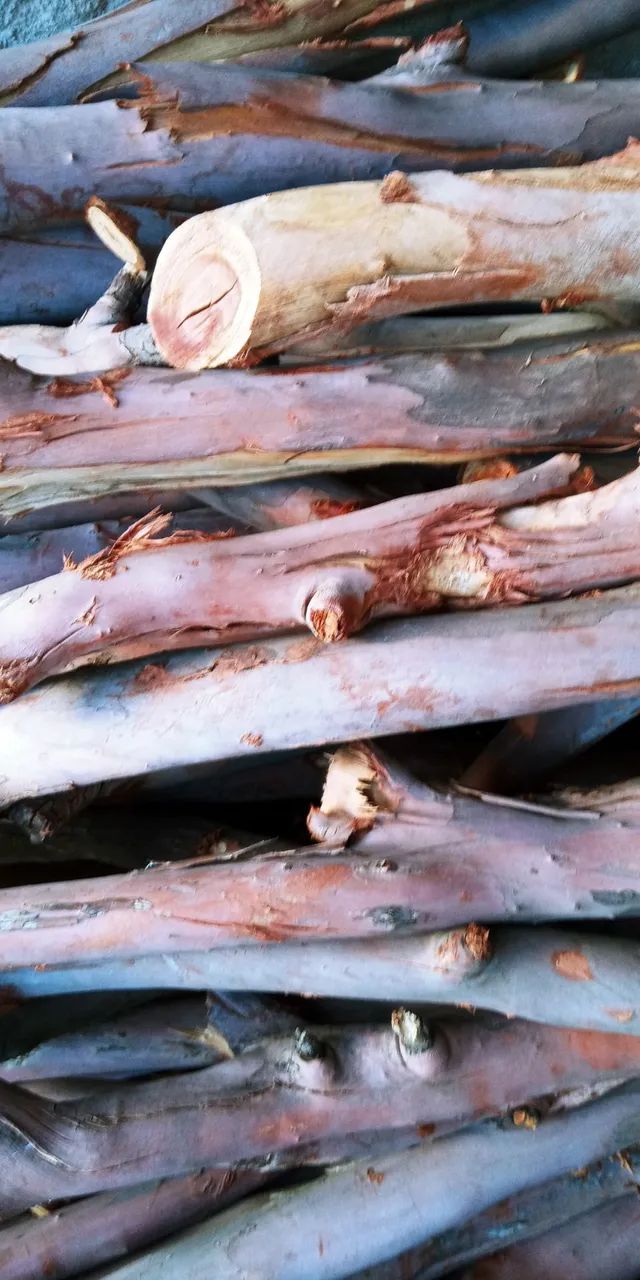 Eucalipto  para forno a lenha - Foto 2